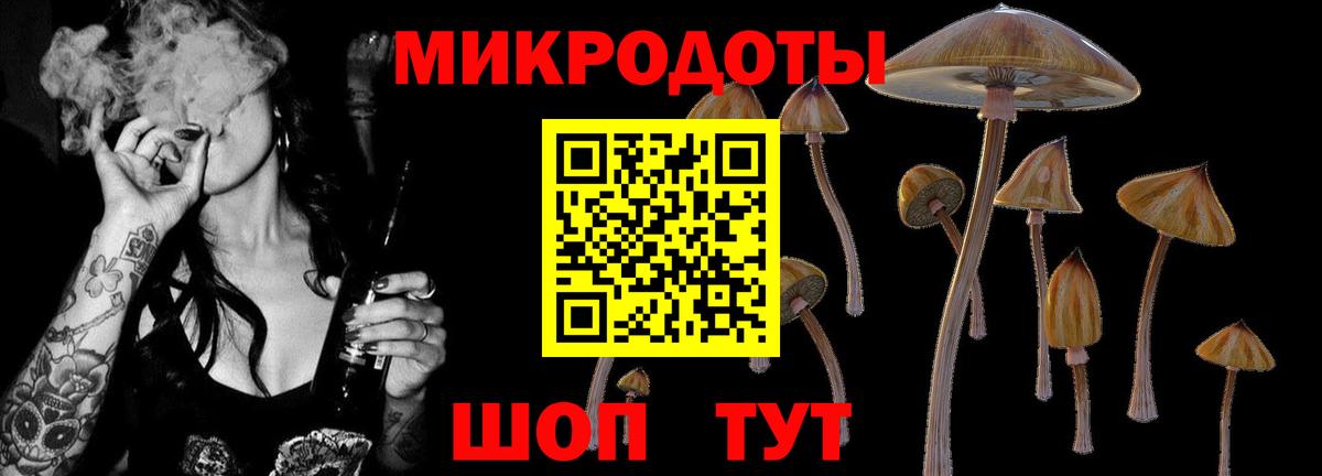 Псилоцибиновые грибы Psilocybe Курчалой